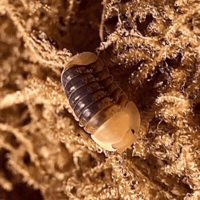 A Close Up Of A Bug Crawling On A Pile Of Sphagnum Moss GIF
