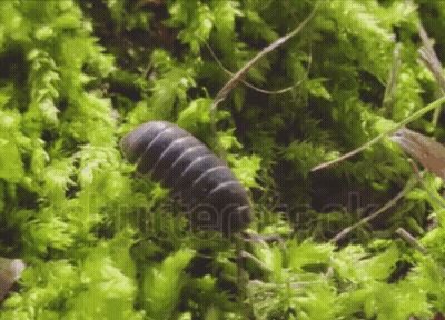 A Close Up Of A Bug In The Moss With The Word Shutterstock Visible GIF