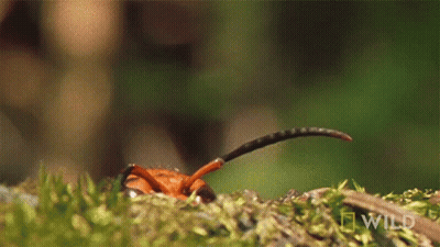 A Close Up Of A Bug On A Mossy Surface With National Geographic Wild Written On The Bottom GIF