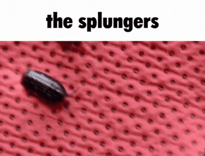 A Close Up Of A Bug On A Red Surface With The Words " The Splungs " Above It GIF