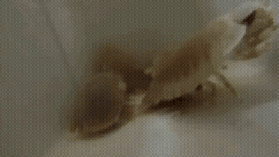 A Close Up Of A Bug On A White Background GIF