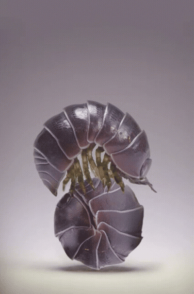 A Close Up Of A Bug That Looks Like A Snake GIF