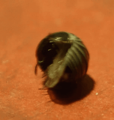 A Close Up Of A Bug With A Long Tail GIF