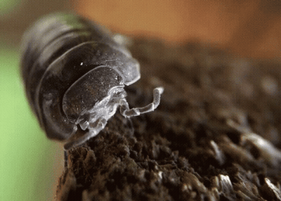 A Close Up Of A Bug With A Long Tail GIF