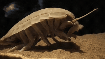 A Close Up Of A Bug With A Long Tail GIF