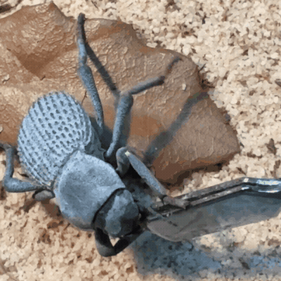 A Close Up Of A Bug With A Pair Of Scissors GIF