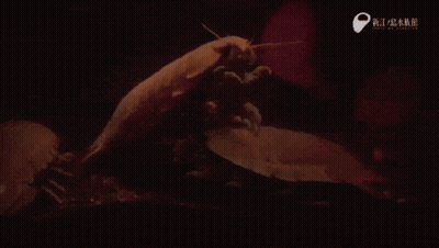 A Close Up Of A Bug With Chinese Writing On The Bottom Right GIF