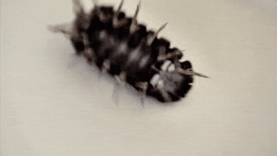 A Close Up Of A Bug With Spikes On It 'S Body GIF