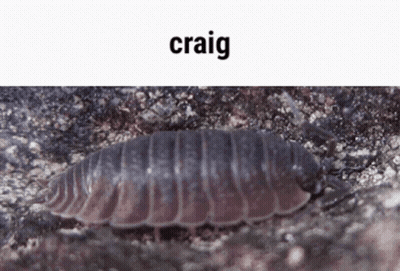 A Close Up Of A Bug With The Word Craig On The Bottom GIF