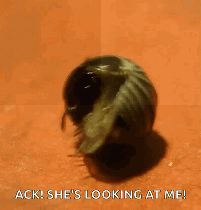 A Close Up Of A Bug With The Words Ack She 'S Looking At Me Below It GIF