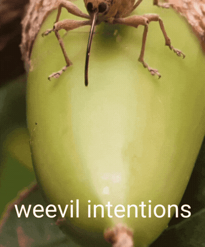 A Close Up Of A Bug With The Words Weevil Intentions Written Below It GIF