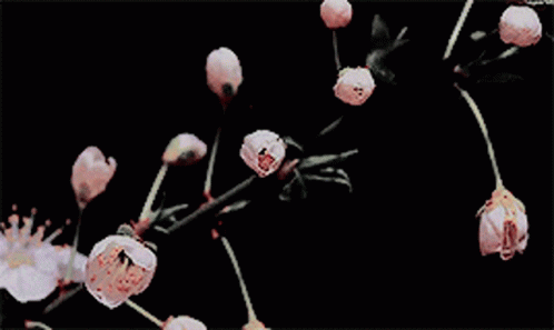 A Close Up Of A Bunch Of Flowers On A Dark Background GIF