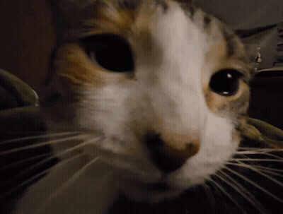 A Close Up Of A Calico Cat 'S Face GIF