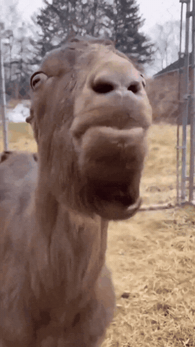 A Close Up Of A Camel 'S Face With Its Mouth Open GIF