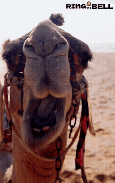 A Close Up Of A Camel 'S Nose With Ring The Bell Written On The Bottom GIF