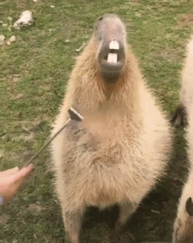 A Close Up Of A Capybara With Its Mouth Open And A Tooth Sticking Out GIF