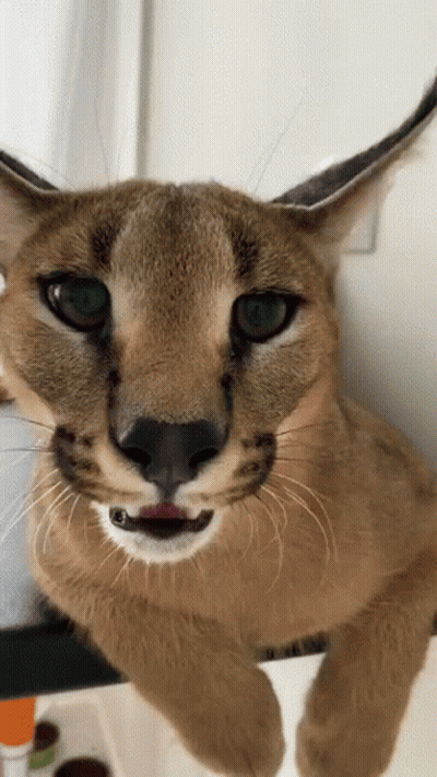 A Close Up Of A Caracal Cat Looking At The Camera With Its Tongue Out . GIF