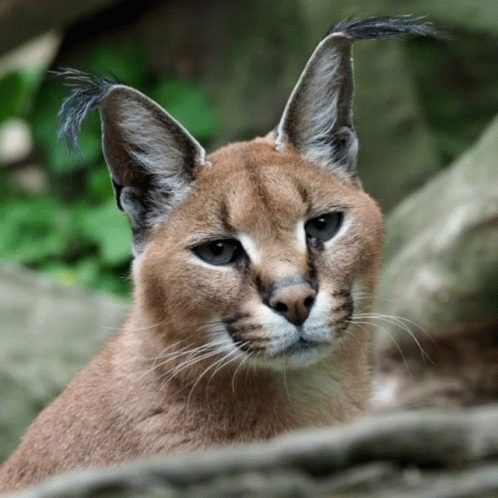 A Close Up Of A Caracal Cat 'S Face GIF
