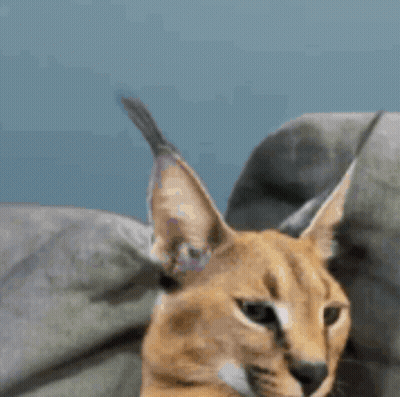A Close Up Of A Caracal Cat 'S Face With A Blue Background GIF