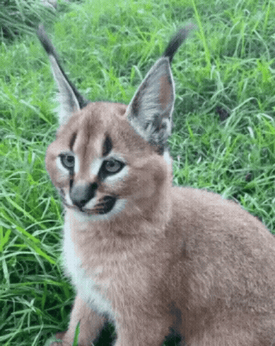 A Close Up Of A Caracal In The Grass GIF