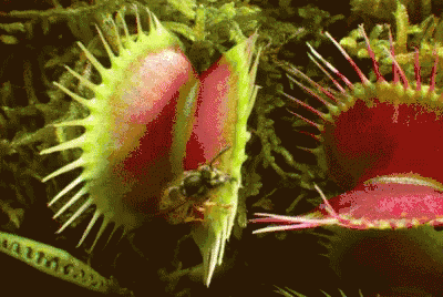A Close Up Of A Carnivorous Plant With A Bee Inside Of It GIF
