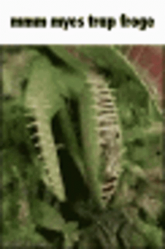A Close Up Of A Carnivorous Plant With A Snake In It . GIF