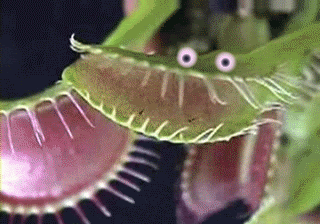 A Close Up Of A Carnivorous Plant With Its Mouth Open And Eyes . GIF