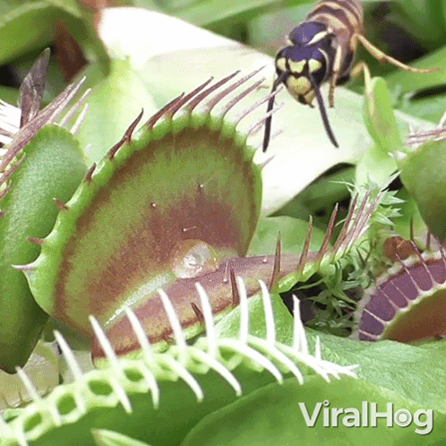 A Close Up Of A Carnivorous Plant With The Words Viralhog Written On The Bottom GIF