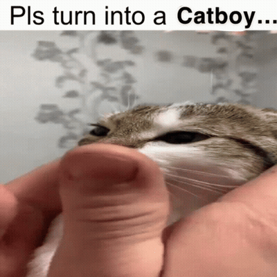 A Close Up Of A Cat Being Held By A Person With The Caption Pls Turn Into A Catboy GIF