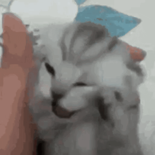 A Close Up Of A Cat Being Petted By A Person GIF