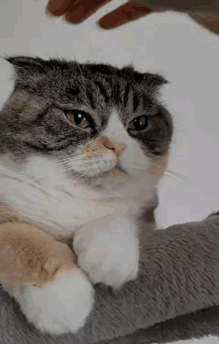A Close Up Of A Cat Being Petting By A Person . GIF