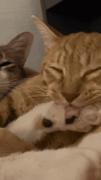 A Close Up Of A Cat Cleaning Its Paw GIF