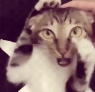 A Close Up Of A Cat Covering Its Face With Its Paw While Being Petted By A Person . GIF