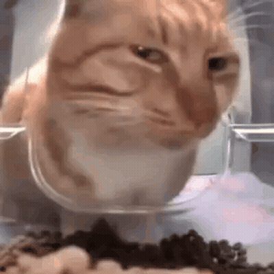 A Close Up Of A Cat Drinking Water From A Bowl . GIF