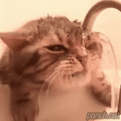 A Close Up Of A Cat Drinking Water From A Faucet . GIF