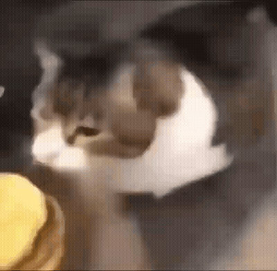 A Close Up Of A Cat Eating A Hamburger . GIF