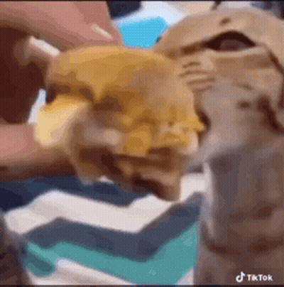 A Close Up Of A Cat Eating A Hamburger With Cheese . GIF