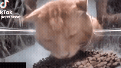 A Close Up Of A Cat Eating Food From A Plastic Container . GIF