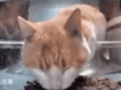 A Close Up Of A Cat Eating From A Bowl . GIF
