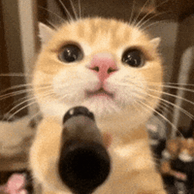 A Close Up Of A Cat Holding A Black Object In Its Paws . GIF