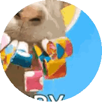A Close Up Of A Cat Holding A Bunch Of Colorful Blocks In Its Mouth .. Sticker