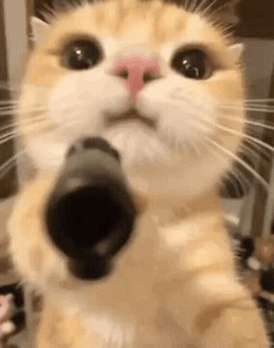 A Close Up Of A Cat Holding A Gun In Front Of Its Face . GIF
