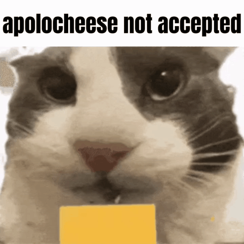 A Close Up Of A Cat Holding A Piece Of Cheese With The Words Apologese Not Accepted Above It . GIF