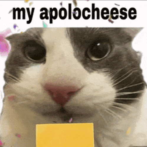 A Close Up Of A Cat Holding A Piece Of Cheese With The Words My Apolo Cheese Written Above It GIF