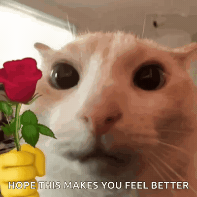 A Close Up Of A Cat Holding A Red Rose With The Words Hope This Makes You Feel Better Below It . GIF