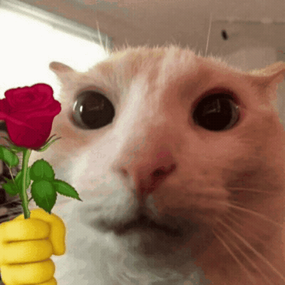 A Close Up Of A Cat Holding A Rose In Its Paw GIF
