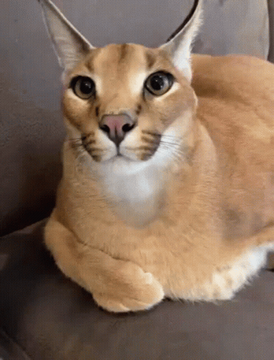 A Close Up Of A Cat Laying Down On A Couch . GIF