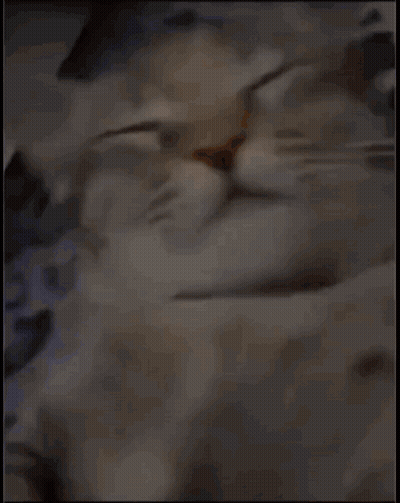 A Close Up Of A Cat Laying Down With Its Eyes Closed . GIF