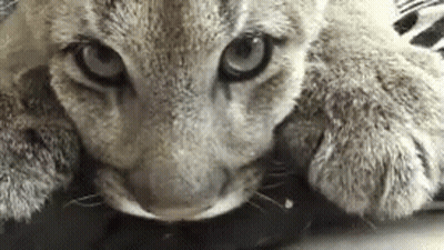 A Close Up Of A Cat Laying Down With Its Head On A Table Looking At The Camera . GIF