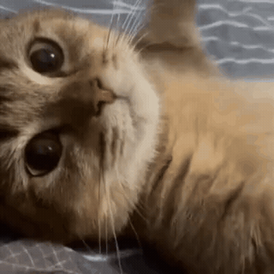 A Close Up Of A Cat Laying On A Bed Looking At The Camera . GIF